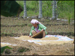 Lady working in the fields