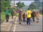 Local Farmer