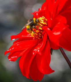A bee visits a Bishop of Llandaff dahlia