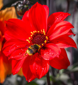 Another bee, another dahlia