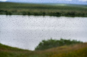 A small sampling of midge swarm
