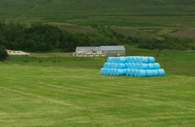 Blue bales are for prostate cancer research