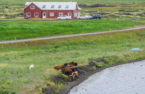 Horses huddle to avoid midges