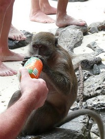 Monkey island, fanta anyone?!