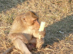 Local hooligan of Angkor