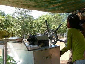 Locals making bamboo juice