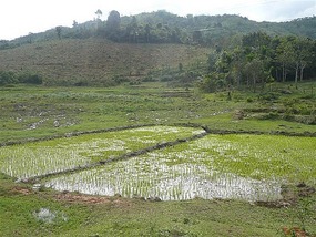 Rice field paddies