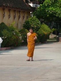 Local monk strolling..