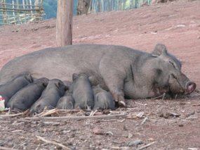 More pigs!
