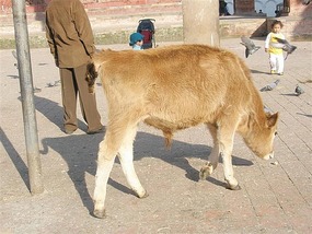 Cow pottering around ...quite normal!