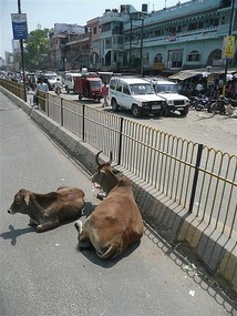 Cows on the dual carriage way...just MAD!