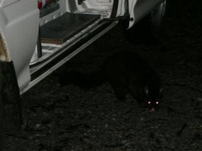 Possum Attack!