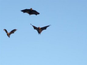 Bats on the move!