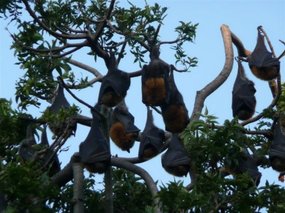 Bats, aaah!