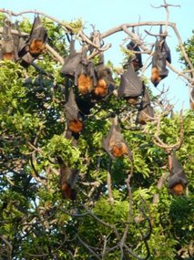 More bats....