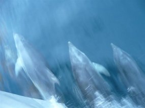 Dolphins racing the boat!