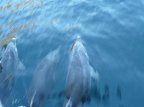 More dolphins!