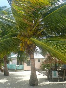 Tropical Paradise