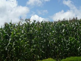 More crops!