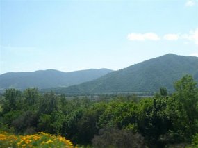 More vino plants