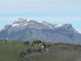 Castle Mountain & a few sheep!