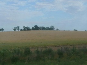 Flat,farmland and sheep heading North