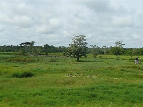 Green Island in the amazon