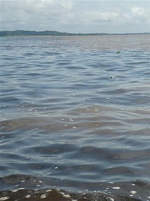 Rio Negra and The amazon