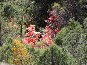 Fall Color