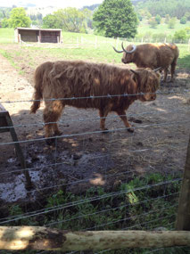 Hamish, the hairy coo