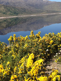 Gorse blooming near a loch