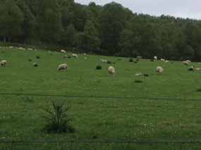 Sheep grazing near Corrimony Cairn
