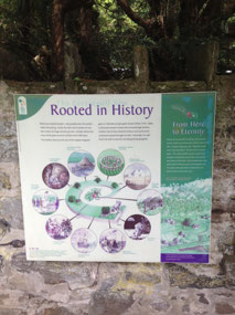 Information about the Fortingall Yew