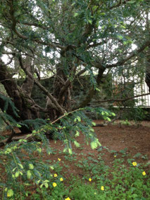 The Fortingale Yew