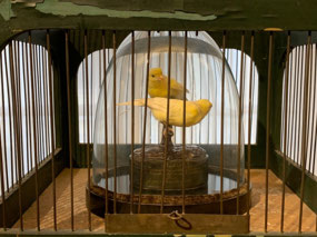 Stuffed pet birds
