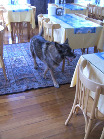 Dog in the breakfast room at the hotel