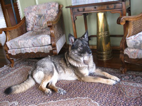 Goodbye to the hotel dog