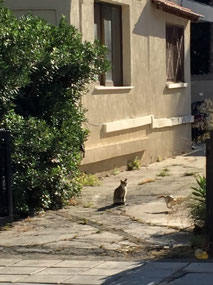 Cypriot cats!