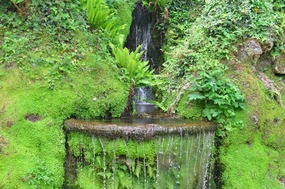 A gem in the Japanese Garden
