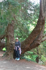 A great old tree