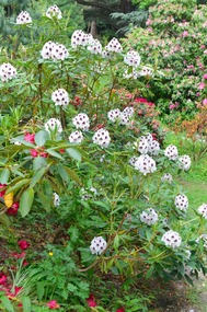 Beautiful exotic flowering plant