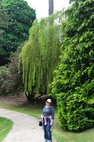 Melissa and weeping willow