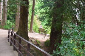 Melissa's view of Norm above the Japanese Garden