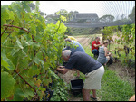 Happy labourers in the vineyard