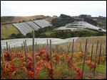 Harvest time