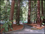 Start of Red Woods walk