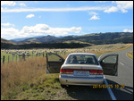 Sheep and more sheep