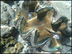 Giant Sea Clam