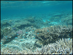 Remarkably shallow reef at spots