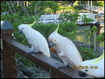 Cockatoo Dinner Time on Railing